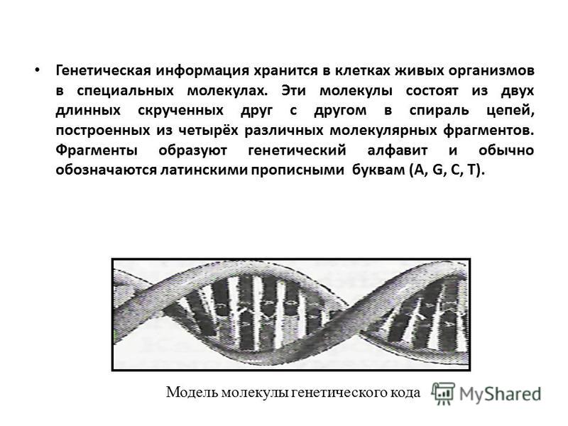 Где хранится наследственная информация - Quara.ru