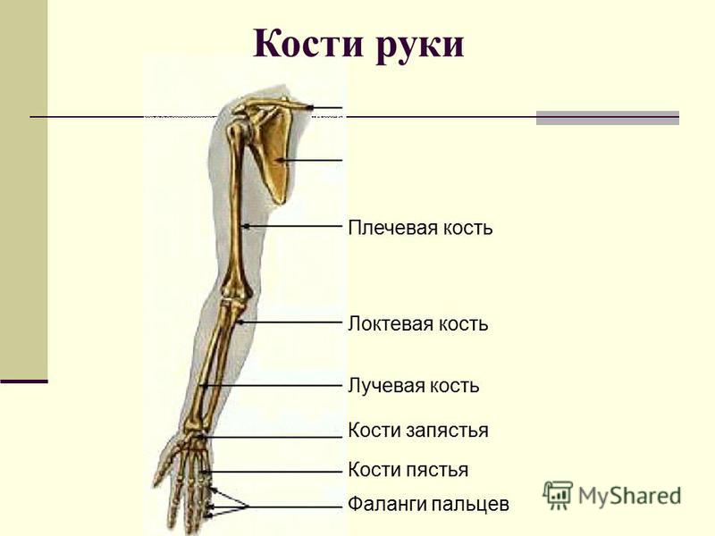 лучевая кость руки фото на скелете онлайн лучевая кость руки фото на скелете