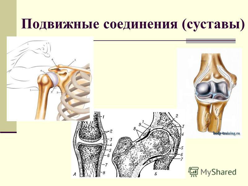 Подборка графического материала по теме "Скелет человека"