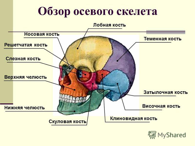 С прямохождением связано С прямохождением связано