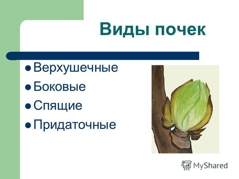 Из генеративных почек развиваются Фитостудия-63.ру