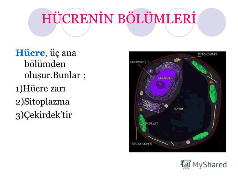 prezentaciya na temu bitki hucresi hayvan hucresi organizma sistemorgandoku hucre temel kisimlari cekirdeksitoplazma hucre zari birleserek olusturur birleserek olusturur birleserek skachat besplatno i bez registracii