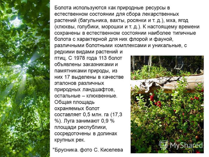 rainforest powerpoint template