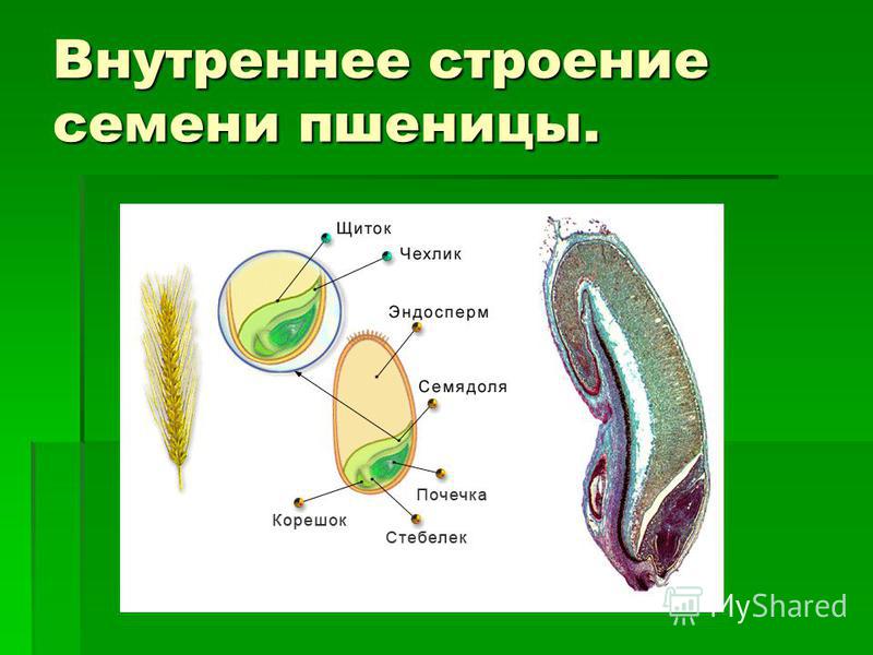 Как вызвать месячные при задержке? ИНФОРМИ Замершая беременность причины, основные