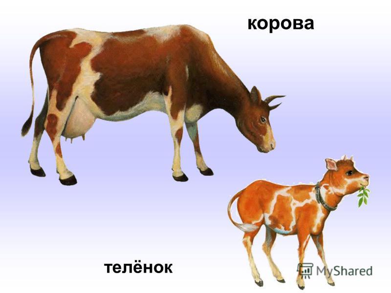 картинки корова с телёнком для детей онлайн картинки корова с телёнком для детей