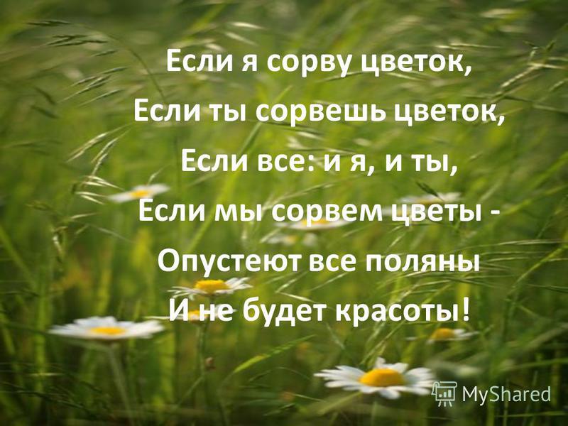 сколько пить полынь от паразитов сколько пить полынь от паразитов