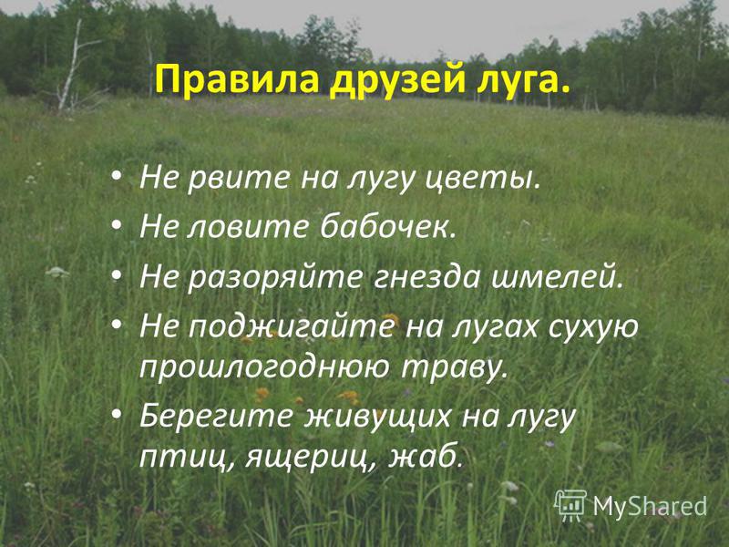 как пить сухую полынь от паразитов детям как пить сухую полынь от паразитов детям