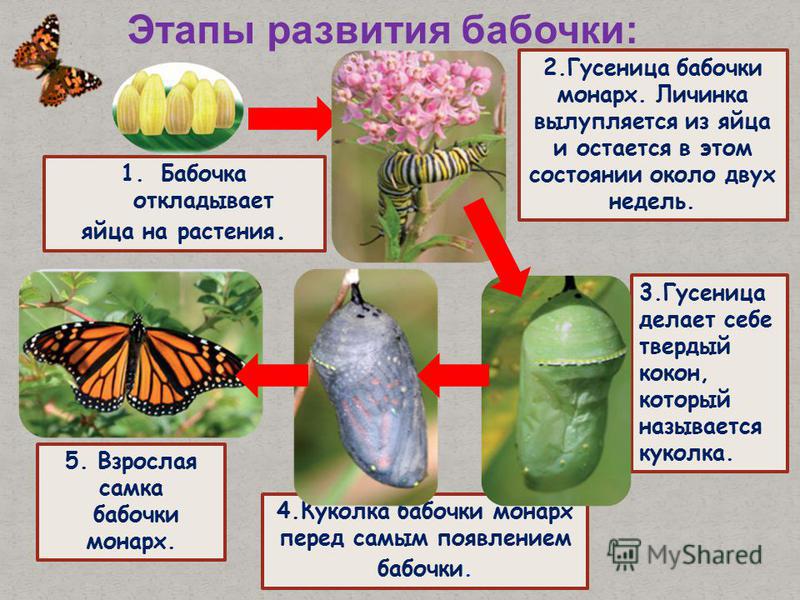 4. Куколка бабочки монарх перед самым появлением бабочки. 3. Гусеница делает себе твердый кокон, который называется куколка. 2. Гусеница бабочки монарх. Личинка вылупляется из яйца и остается в этом состоянии около двух недель. Этапы развития бабочки