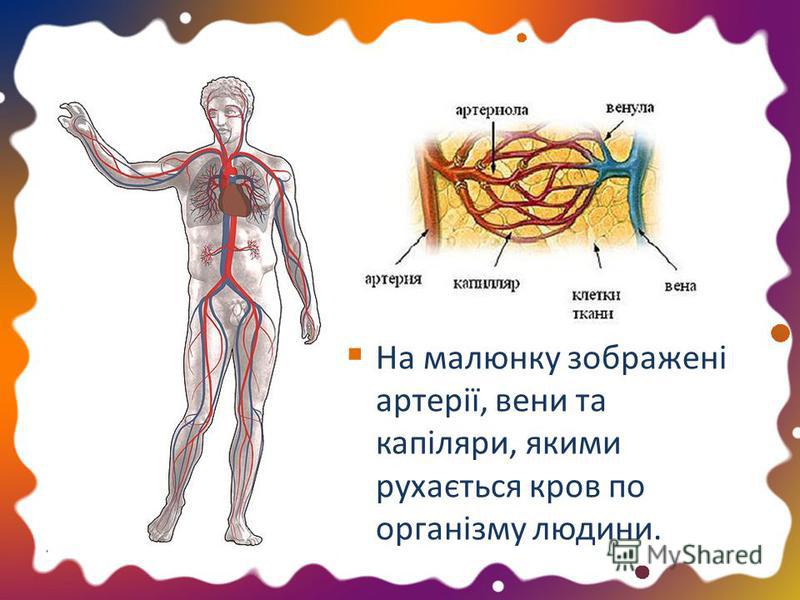 На малюнку зображені артерії, вени та капіляри, якими рухається кров по організму людини.