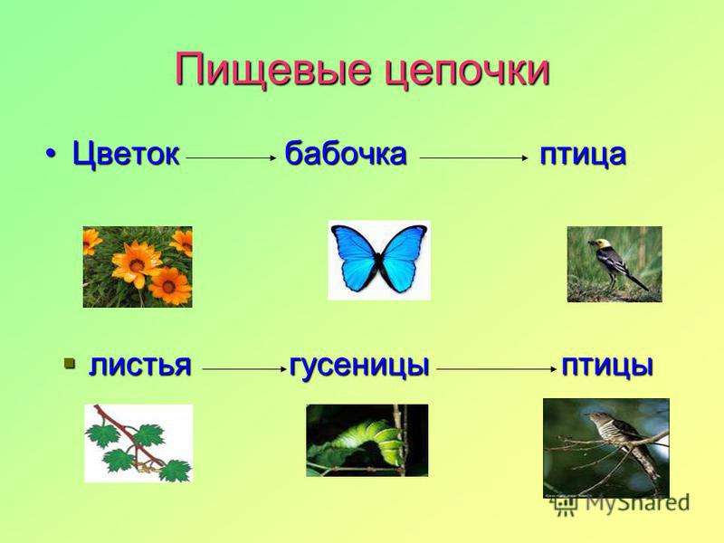 Пищевые цепочки Цветок бабочка птица Цветок бабочка птица листья гусеницы птицы листья гусеницы птицы