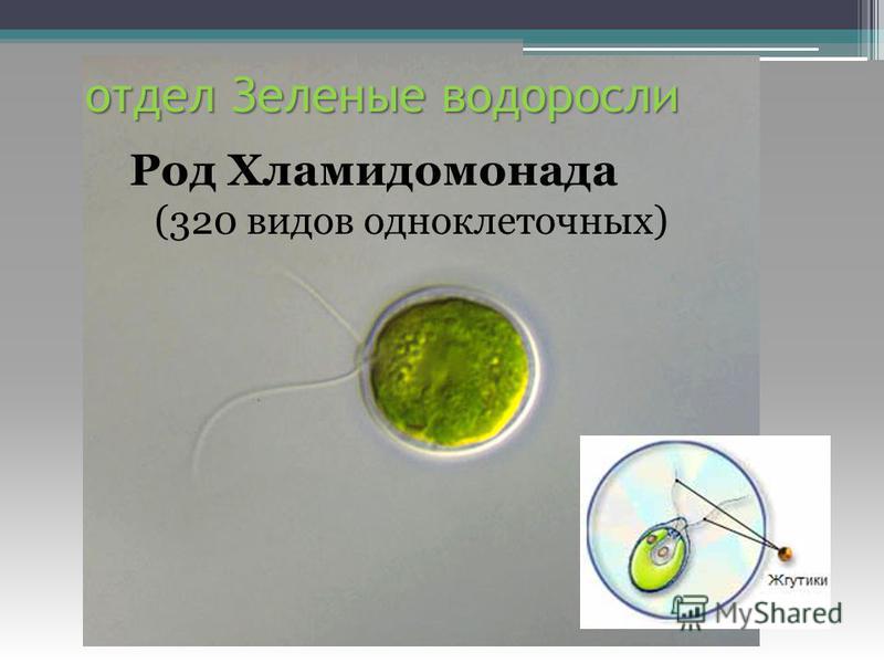 отдел Зеленые водоросли Род Хламидомонада (320 видов одноклеточных)