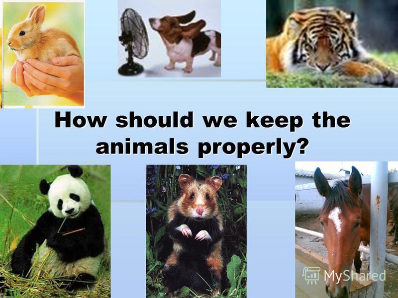 презентация на тему quot how should we keep the animals презентация на тему quot how should we keep the animals