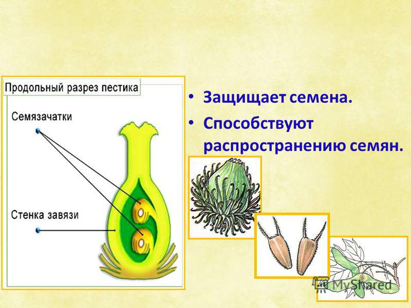 Ягода это многосемянной плод Ягода это многосемянной плод