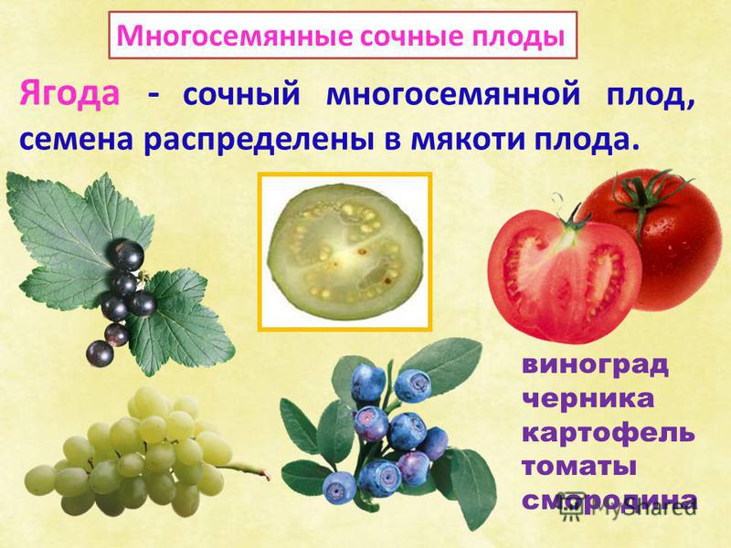 Семена это плоды или нет Семена это плоды или нет