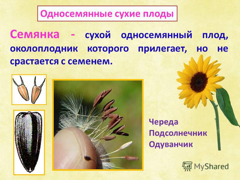 Одуванчик плод многосемянный Одуванчик плод многосемянный