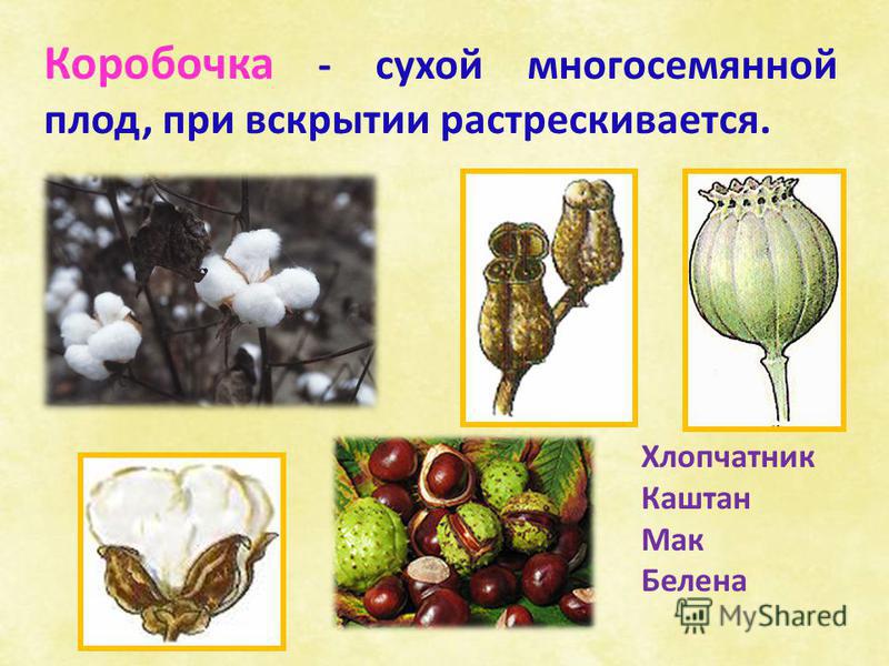 Каштан это сухой плод Каштан это сухой плод