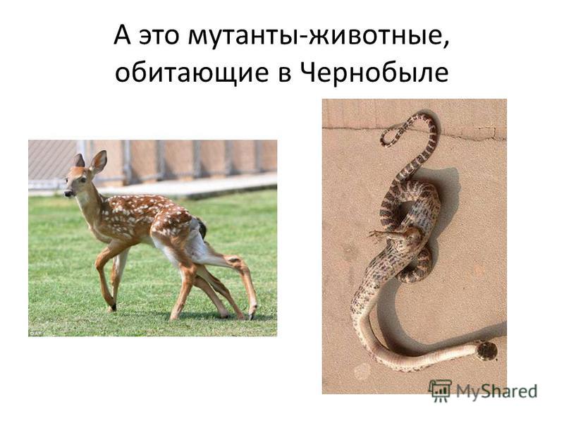 Как выглядят животные после взрыва в чернобыле