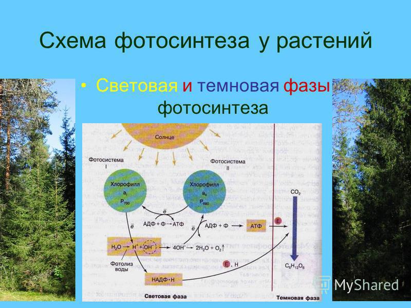 Схема фотосинтеза у растений Световая и темновая фазы фотосинтеза