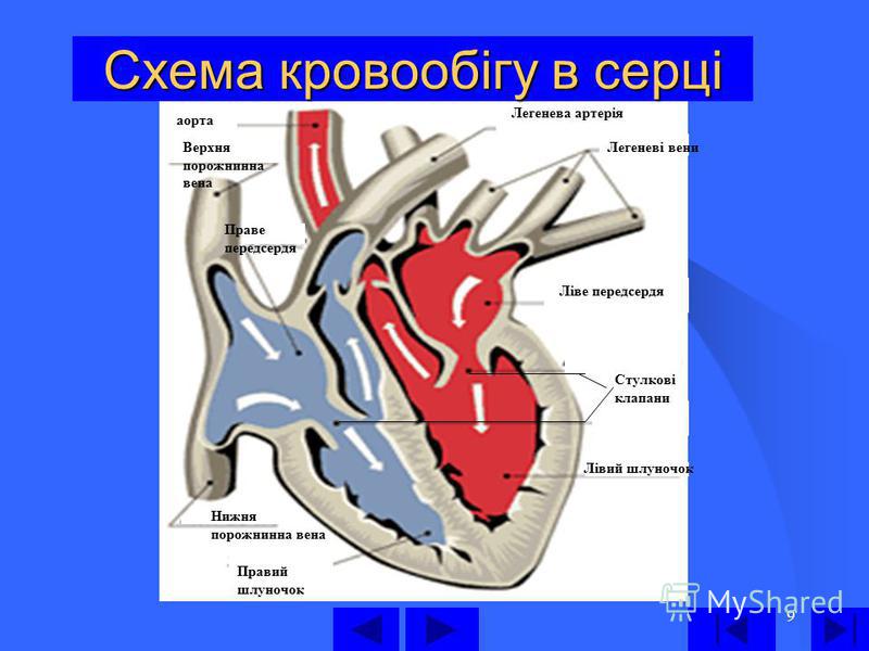 9 Схема кровообігу в серці Лівий шлуночок Ліве передсердя Легеневі вени Легенева артерія аорта Верхня порожнинна вена Праве передсердя Нижня порожнинна вена Правий шлуночок Стулкові клапани