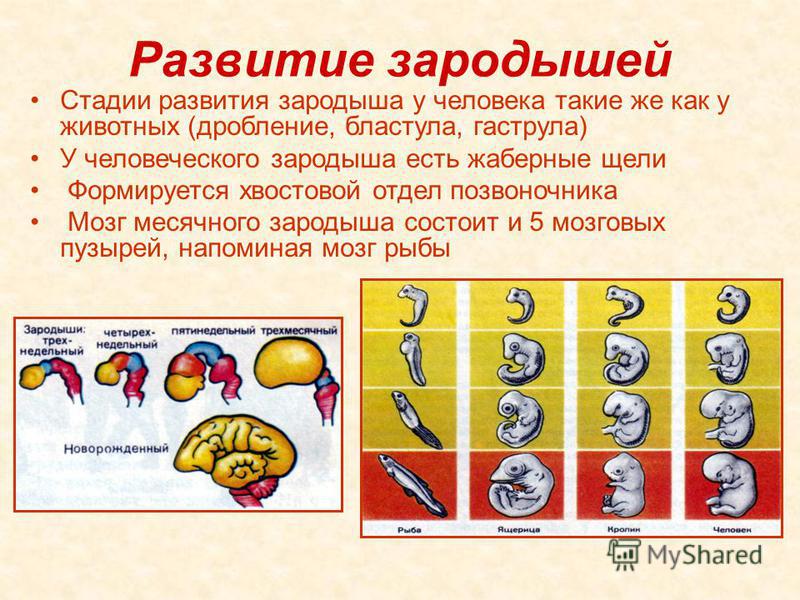 ушные паразиты у человека ушные паразиты у человека
