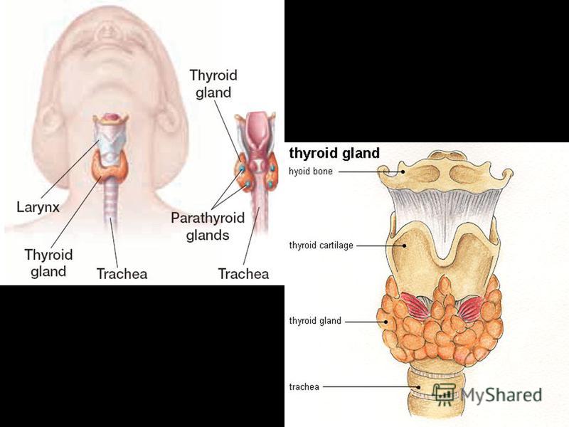 the thyroid gland the thyroid gland