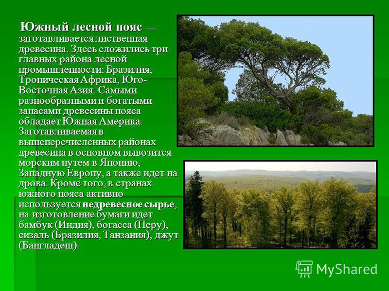 Северный лесной пояс какие страны
