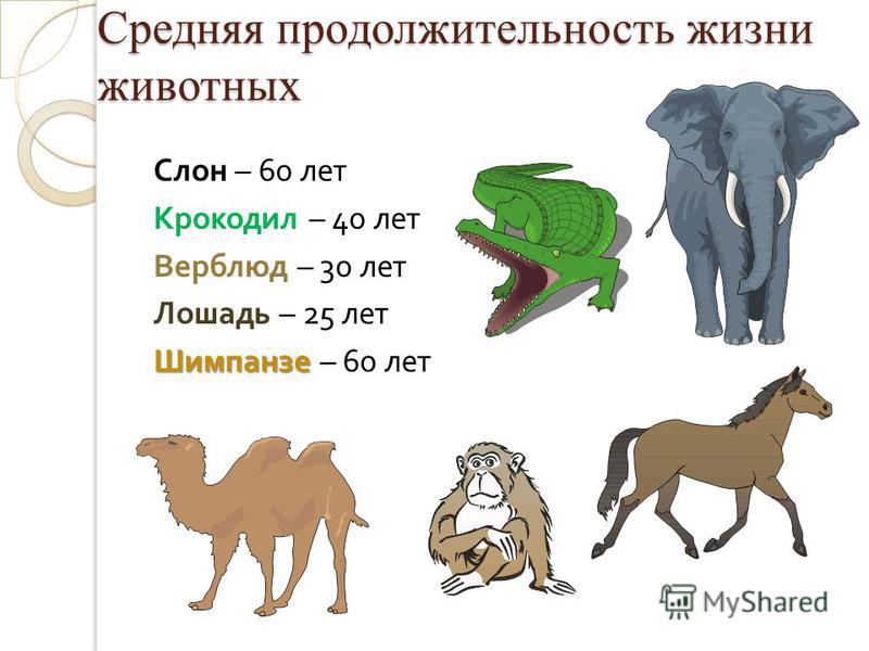 Кто дольше всех живет в домашних условиях Кто дольше всех живет в домашних условиях