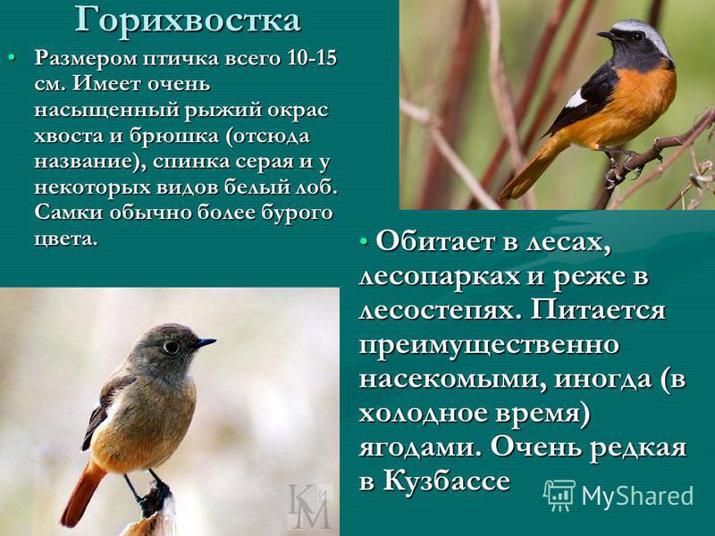 Разновидность Птиц Фото И Названия В России