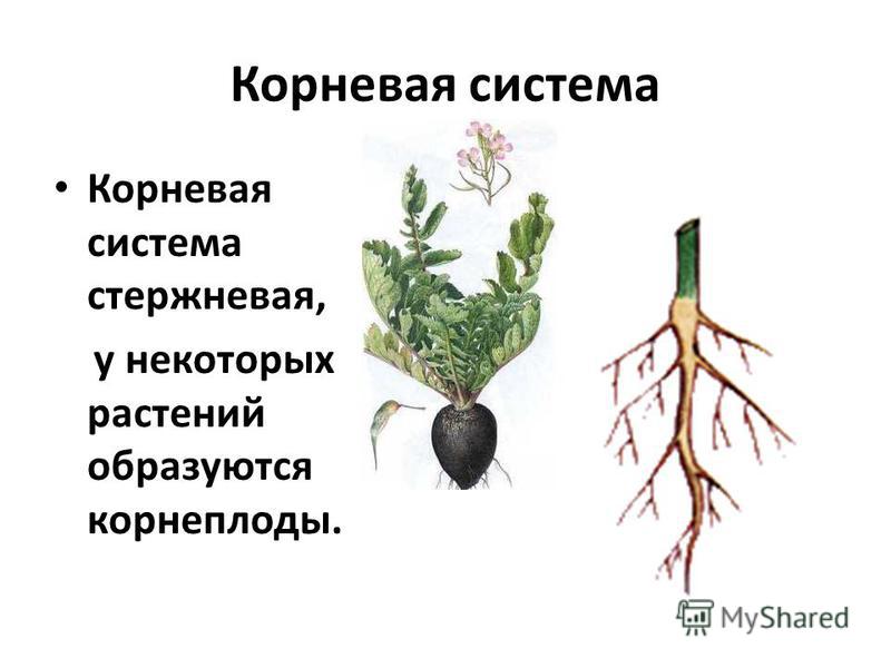 Стержневая корневая система строение примеры растений