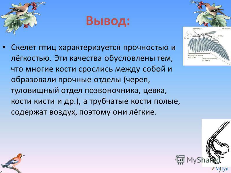 Какие особенности скелета птиц связаны с полетом Какие особенности скелета птиц связаны с полетом