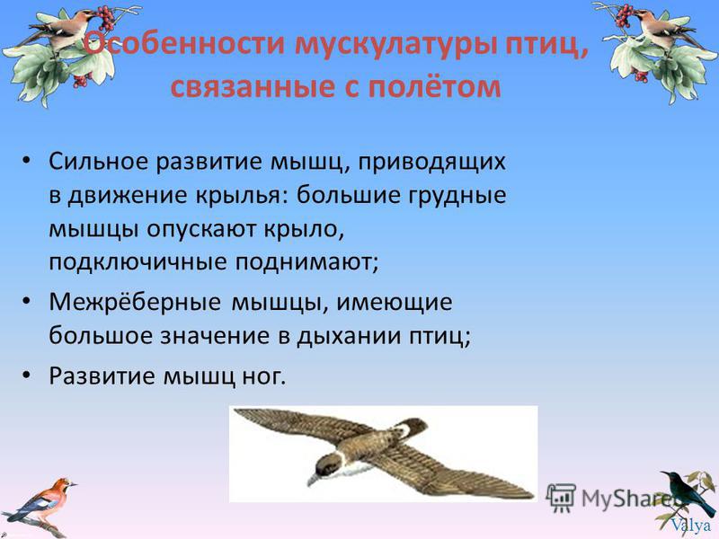 Птицы особенности органов связанные с полетом Птицы особенности органов связанные с полетом
