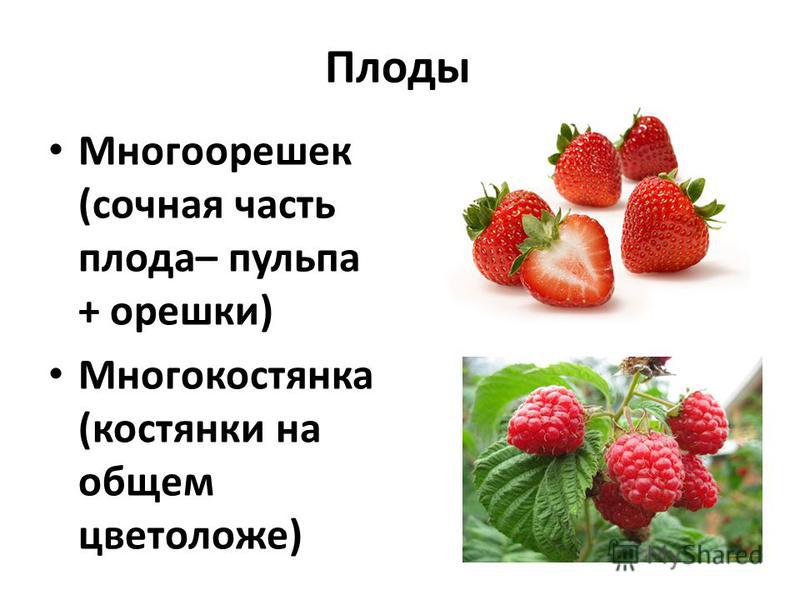 Плод многоорешек пример Плод многоорешек пример