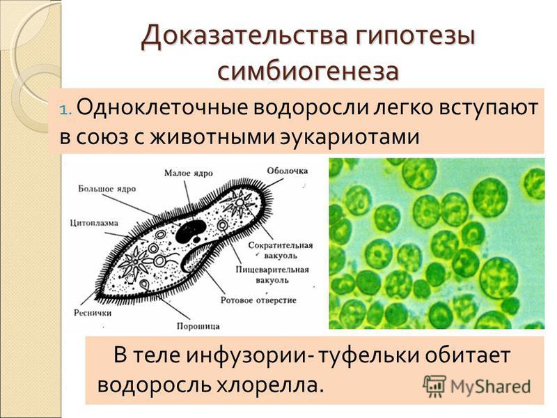 Каждое простейшее одноклеточное животное инфузория туфелька Каждое простейшее одноклеточное животное инфузория туфелька