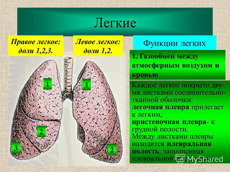 Легкие таблица 8 класс