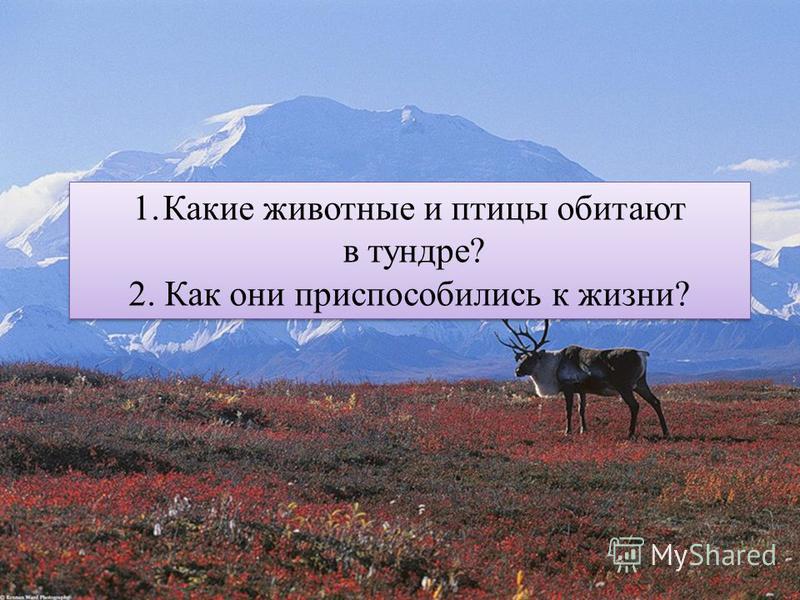 100 к 1- Какие животные и птицы свободно гуляют по улицам города? 100 к 1- Какие животные и птицы свободно гуляют по улицам города?