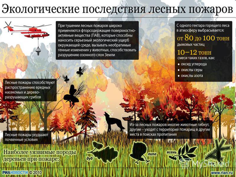 Лесной пожар своими силами Лесной пожар своими силами