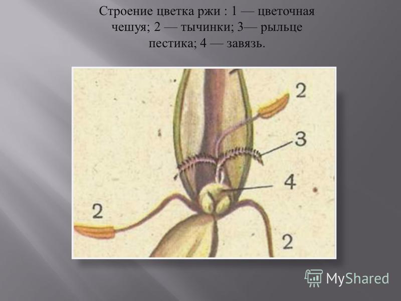 Цветок и строение цветка ржи Цветок и строение цветка ржи