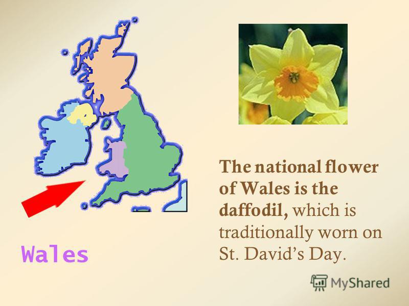 The national flower of Wales is the daffodil, which is traditionally worn on St. Davids Day. Wales