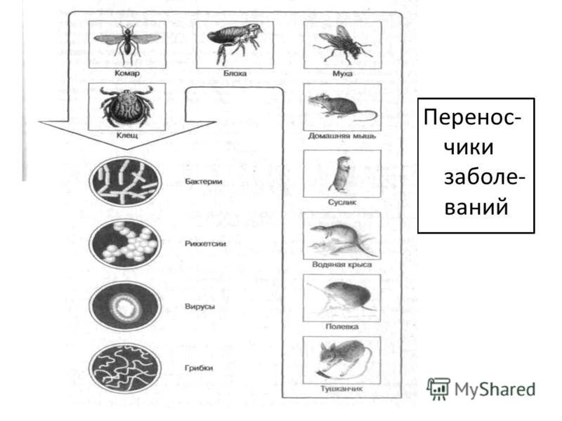 Горчица как удобрение-сидерат: как и когда сеять и убирать, чем полезна? Совет 3: Как сажать белую горчицу