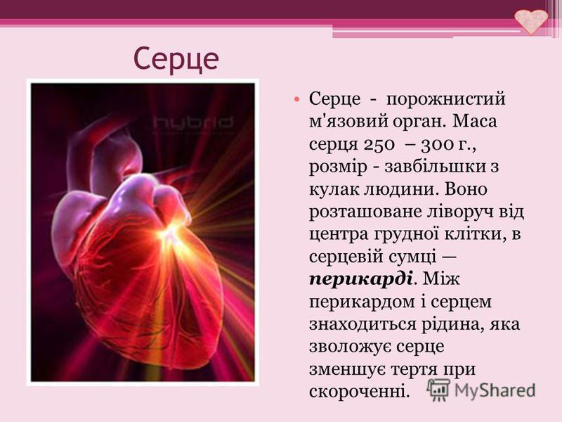 Серце Серце - порожнистий м'язовий орган. Маса серця 250 – 300 г., розмір - завбільшки з кулак людини. Воно розташоване ліворуч від центра грудної клітки, в серцевій сумці перикарді. Між перикардом і серцем знаходиться рідина, яка зволожує серце змен