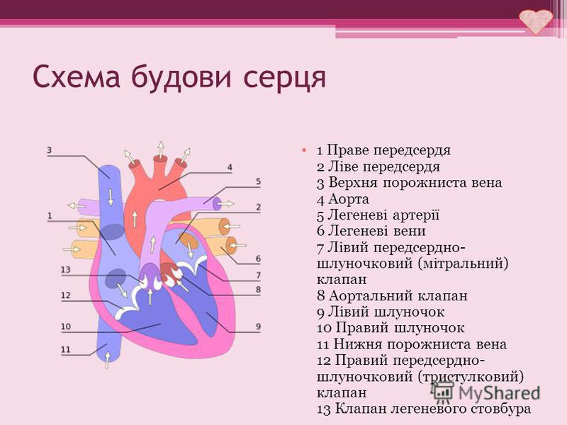 Схема будови серця 1 Праве передсердя 2 Ліве передсердя 3 Верхня порожниста вена 4 Аорта 5 Легеневі артерії 6 Легеневі вени 7 Лівий передсердно- шлуночковий (мітральний) клапан 8 Аортальний клапан 9 Лівий шлуночок 10 Правий шлуночок 11 Нижня порожнис
