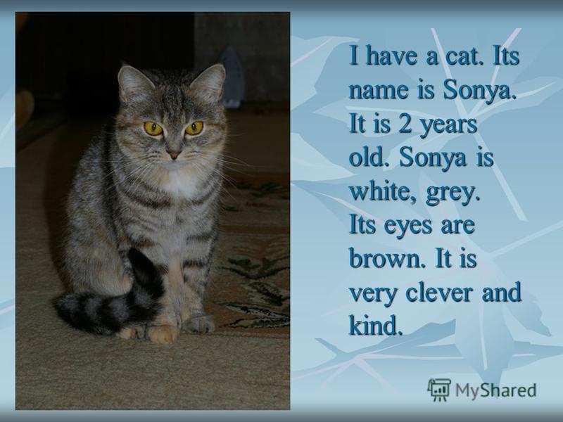 I have a cat. Its name is Sonya. It is 2 years old. Sonya is white, grey. Its eyes are brown. It is very clever and kind. I have a cat. Its name is Sonya. It is 2 years old. Sonya is white, grey. Its eyes are brown. It is very clever and kind.