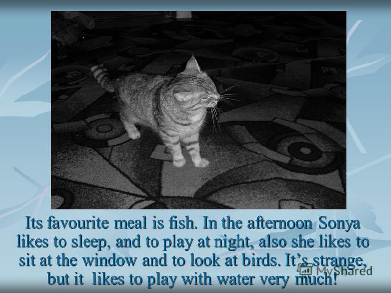 Its favourite meal is fish. In the afternoon Sonya likes to sleep, and to play at night, also she likes to sit at the window and to look at birds. Its strange, but it likes to play with water very much!
