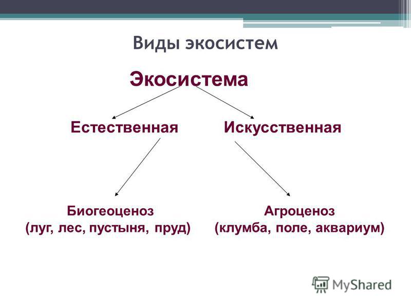 Реферат: Агроценоз як екосистема