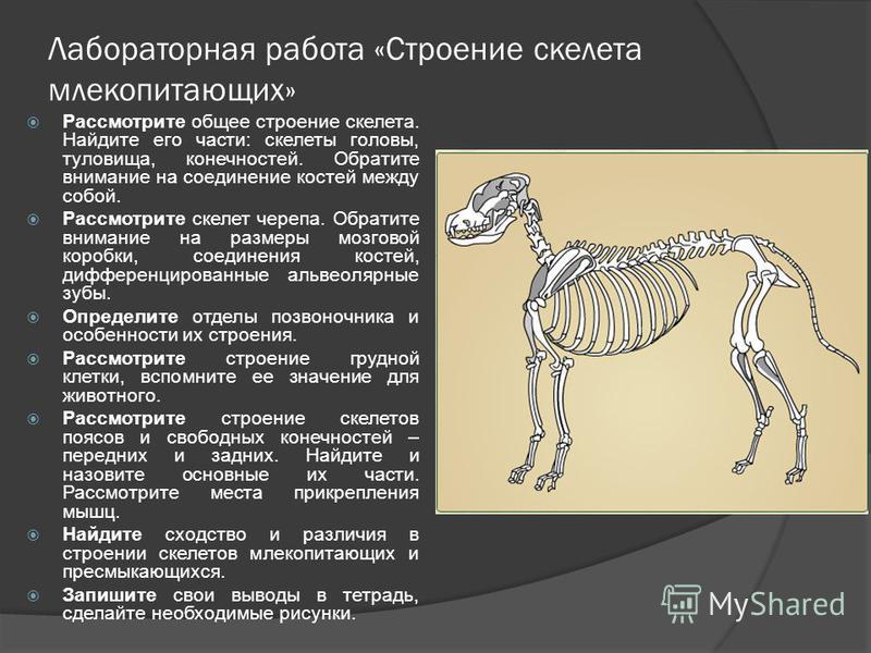 Строение млекопитающих на примере собаки Презентация на тему: "Общая характеристика. Внешнее строение и особенности скеле