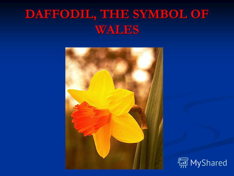DAFFODIL, THE SYMBOL OF WALES