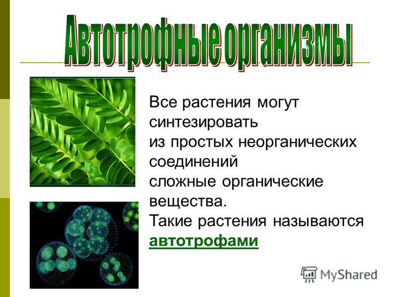 Все растения могут синтезировать из простых неорганических соединений сложные органические вещества. Такие растения называются автотрофами