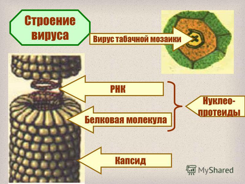 Вирус табачной мозаики описание - MosRosa.ru