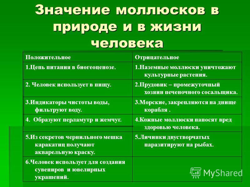 Презентация на тему "Строение моллюсков" - скачать бесплатно презентации по Биол