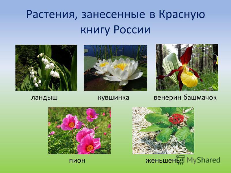 Растения, занесенные в Красную книгу России ландыш кувшинка венерин башмачок пион женьшень